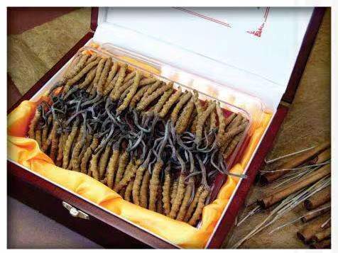 呼图壁冬虫夏草回收